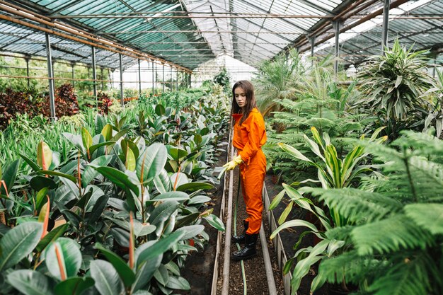 温室内のホースで植物を育てている女性の庭師