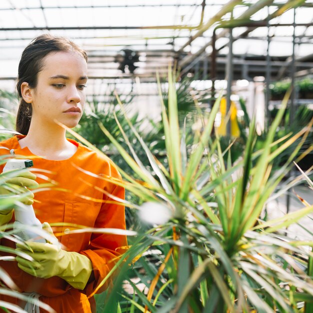 Female gardener with spray bottle looking at plant in greenhouse