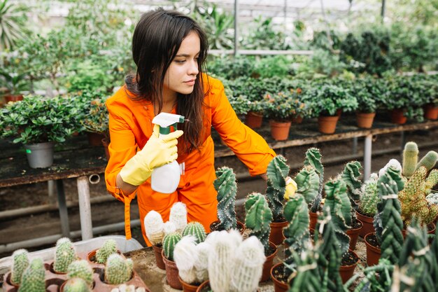 温室にあるサボテンの植物に水を噴霧する作業服の女性の庭師