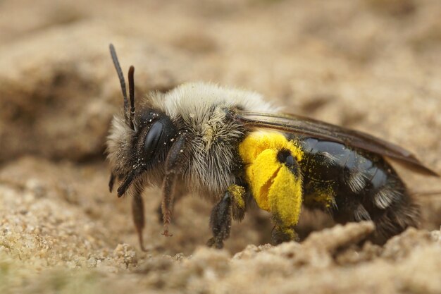 Female gray-backed mining bee and pollen of willow