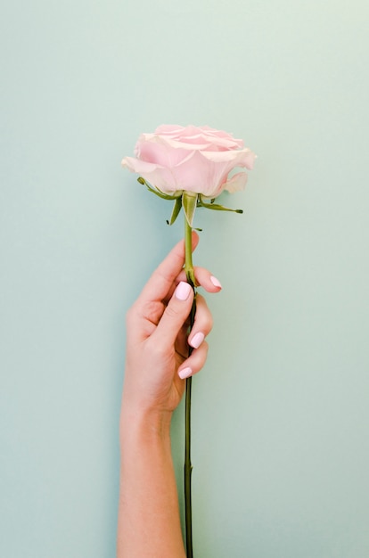 Female hand holding delicate rose