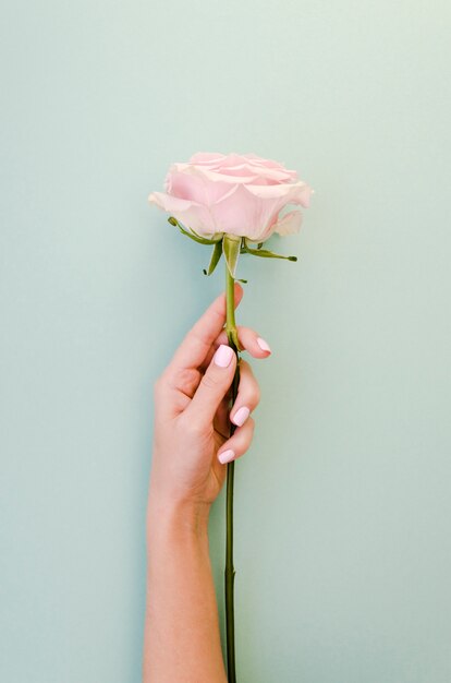 Female hand holding delicate rose