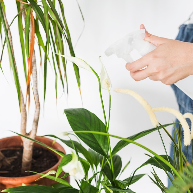 Female hand spraying water on plant with spray bottle