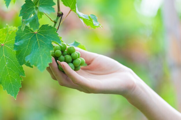 Женская рука трогательно винограда на дереве