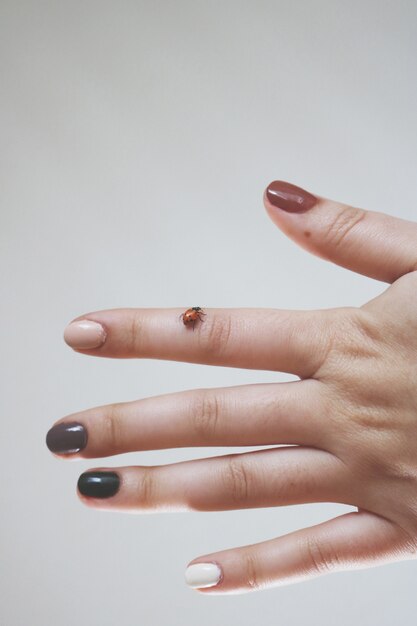 Female hand with a ladybug