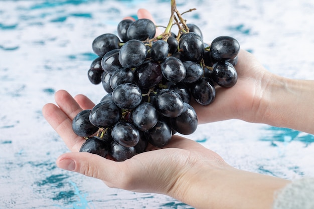 Free photo female hands holding black grapes on colorful