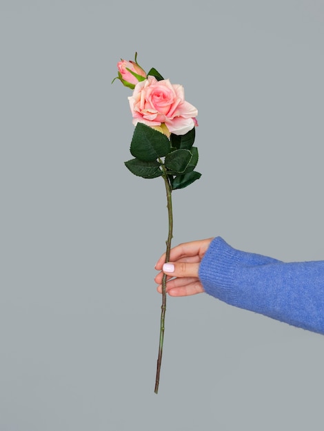 Female holding beautiful rose