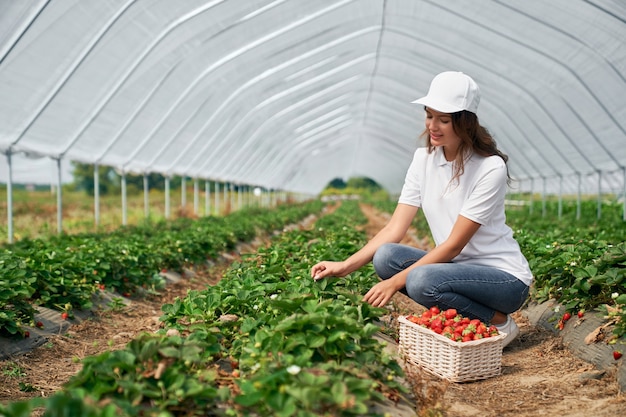 Female is picking strawberries in greenhouse