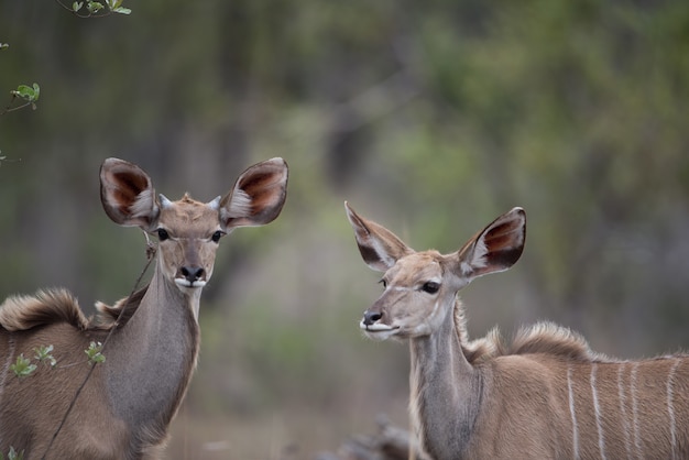 Female kudus standing in a field