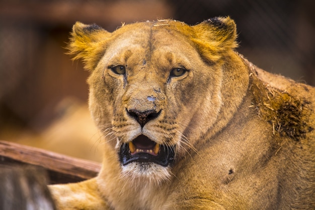 ケニアの動物孤児院の雌ライオン