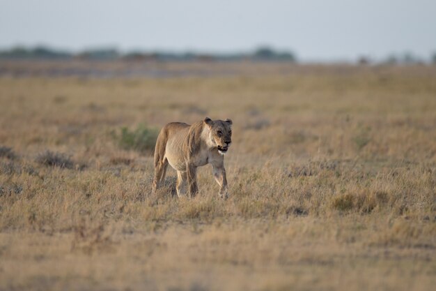 Самка льва на поле кустарника, охотящегося за добычей