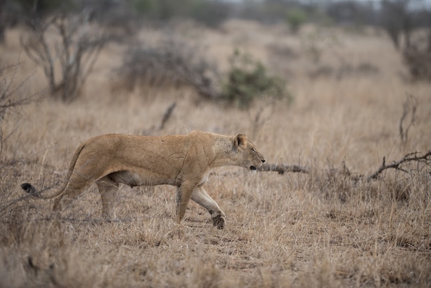 Female lion hunting for prey