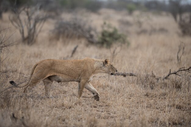 Female lion hunting for prey