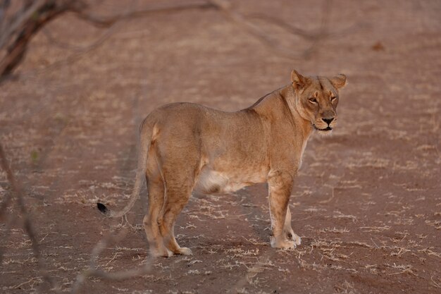 砂地に立ってカメラを見つめる雌ライオン