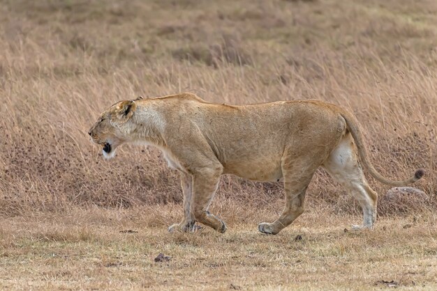 Female lion walking in a grassy field during daytime