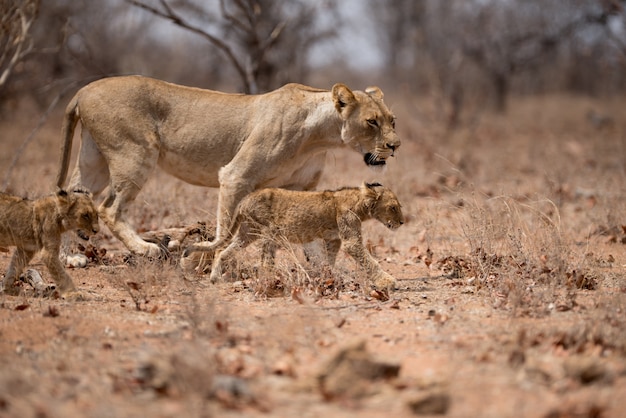Free photo female lion walking together with her cubs