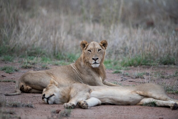 ぼやけた背景で地面に休んでいる雌のライオン