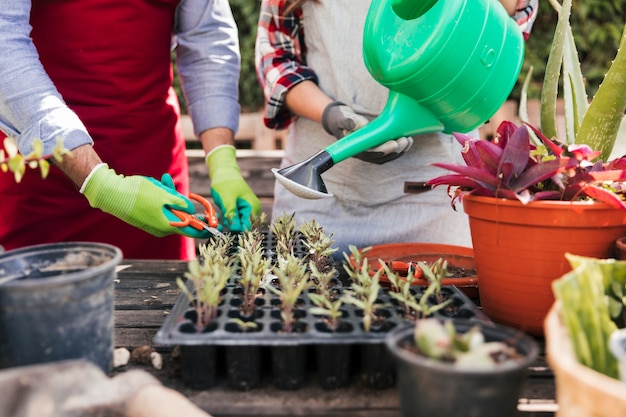 Female and male gardener taking care of seedlings in crate