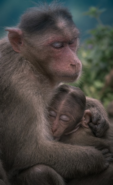 Бесплатное фото Самка обезьяны обнимает своего ребенка