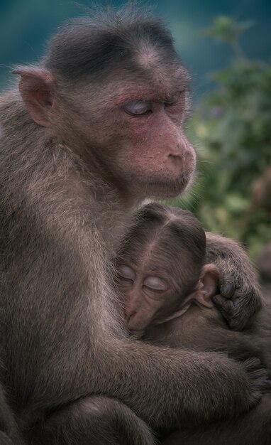female monkey hugging her baby child
