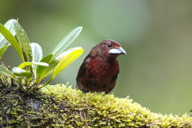 무료 사진 암컷 또는 어린은 부리 tanager