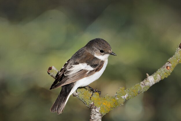 암컷 얼룩덜룩 한 새 Ficedula hypoleuca, 몰타, 지중해