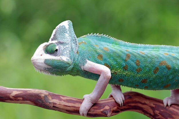 Female Pied veiled chameleon Juvenile on branch Pied veiled chameleon female closeup on branch