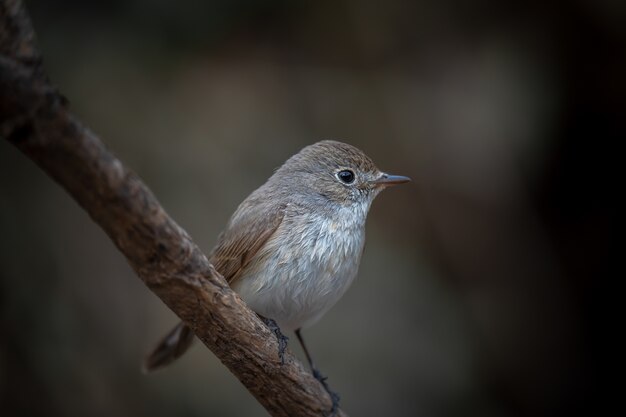 Female Red Breasted flycatcher sitting on a perch