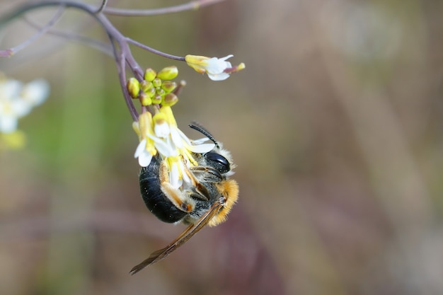 Самка краснохвостой горной пчелы, Andrena haemorrhoa, свисает с цветка