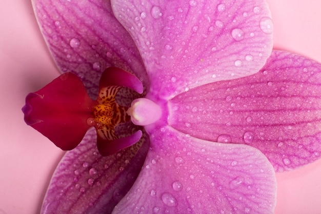 Female Reproductive System Concept with Flower