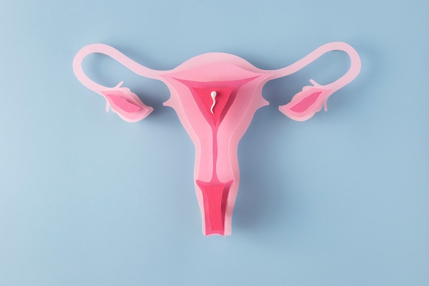 Free photo female reproductive system above view