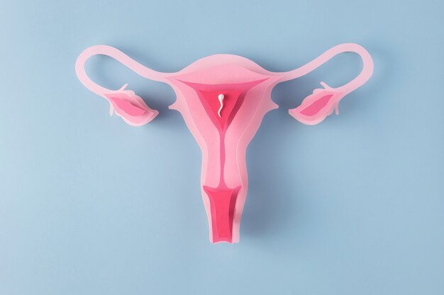 Женская репродуктивная система над представлением