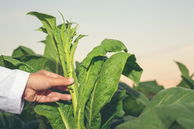 Female researcher examined tobacco leaves