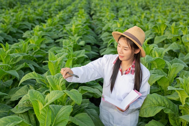 Free photo female researchers examined tobacco leaves