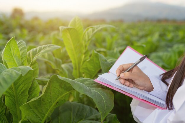 Female researchers examined tobacco leaves 