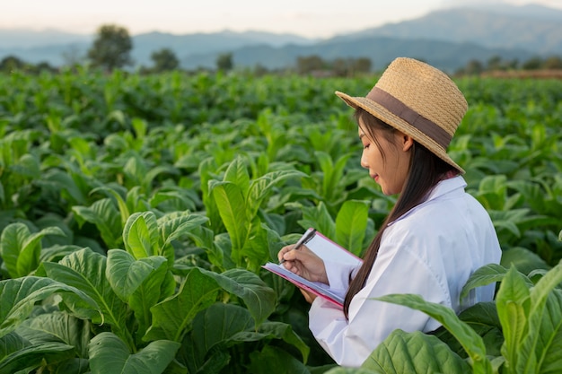 Female researchers examined tobacco leaves 