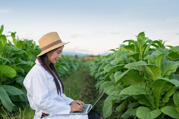 Female researchers examined tobacco leaves 