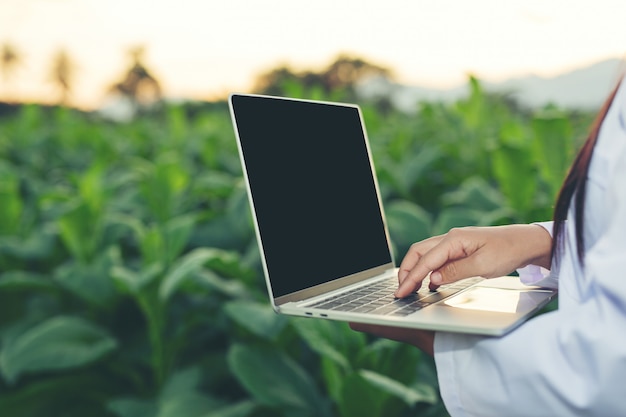 Female researchers examined tobacco leaves 