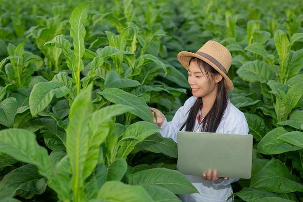 Female researchers examined tobacco leaves