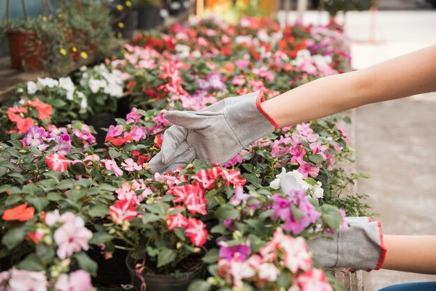 Female's hand wearing hand gloves taking care of beautiful flowers