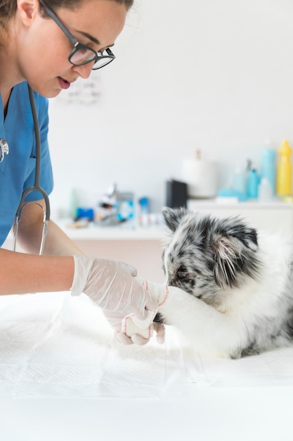 Female veterinarian applying bandage on wounded dog's paw