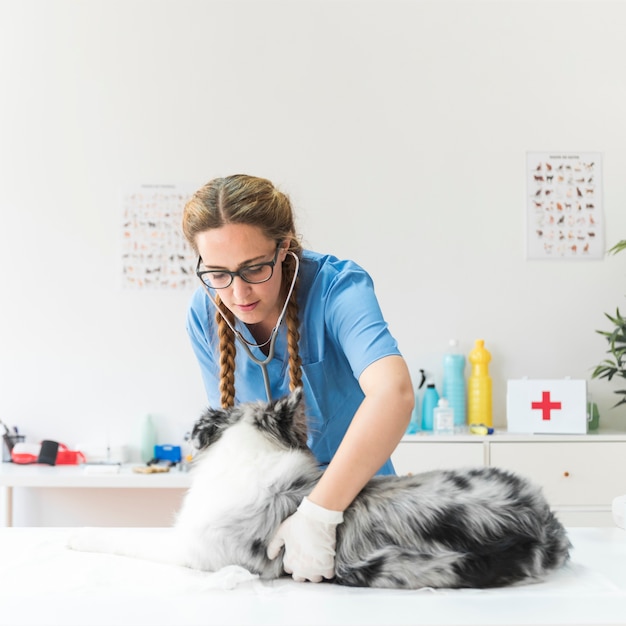 Foto gratuita veterinario femminile che esamina il cane sulla tavola in clinica