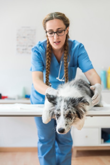 Женский ветеринар, осматривающий больную собаку, лежащую на столе в клинике