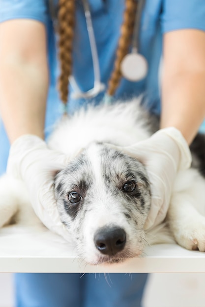 Female veterinarian holding the dog's face on table in clinic