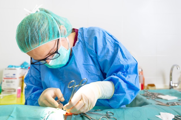 Female veterinary surgeon operating in the operating room of a veterinary clinic vet doing surgery i...