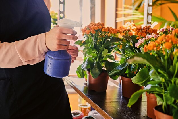 Женский поливает цветы в рыночном магазине. Крупный план