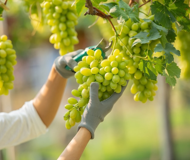 female wearing overalls and collecting grapes in a vineyard.