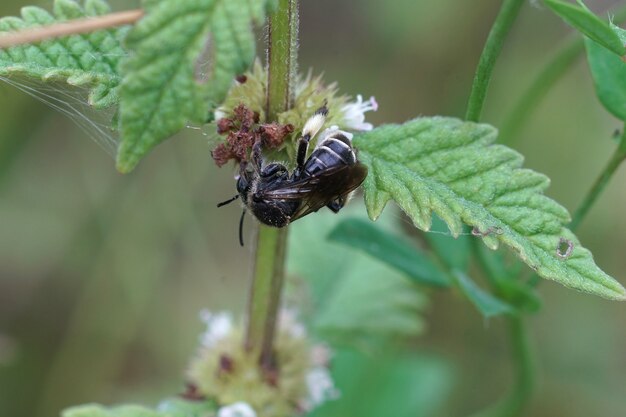 A female Yellow Loosestrife bees