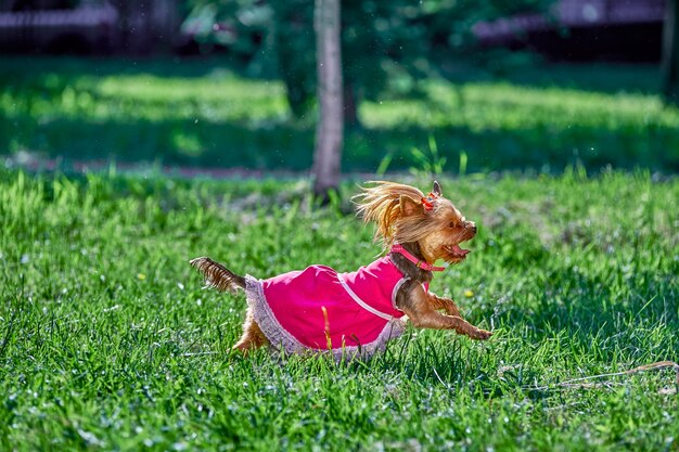 ピンク​の​ドレス​に​身​を​包んだ​女性​の​ヨークシャー​テリア​は​草​の​間​の​牧草地​を​駆け抜けます