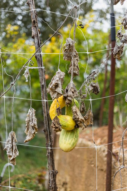 Fence with vegetables